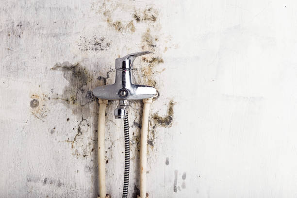 Best Emergency Mold Removal  in Kenly, NC