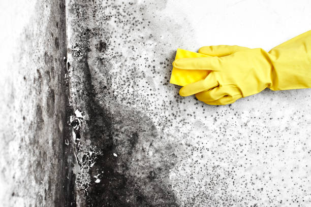 Best Home Mold Removal  in Kenly, NC