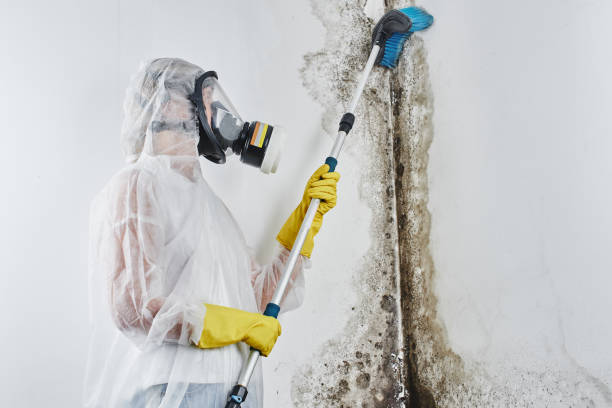Best Mold Cleaning Services  in Kenly, NC