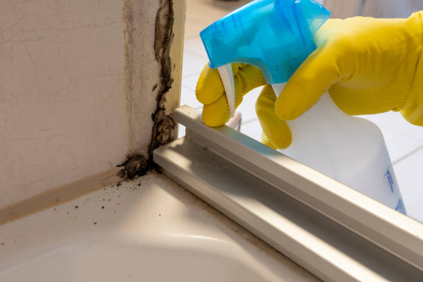 Best Mold Removal Process  in Kenly, NC