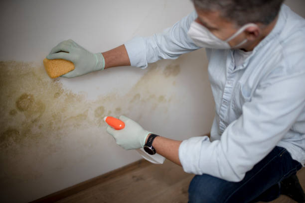 Best Same-Day Mold Removal  in Kenly, NC