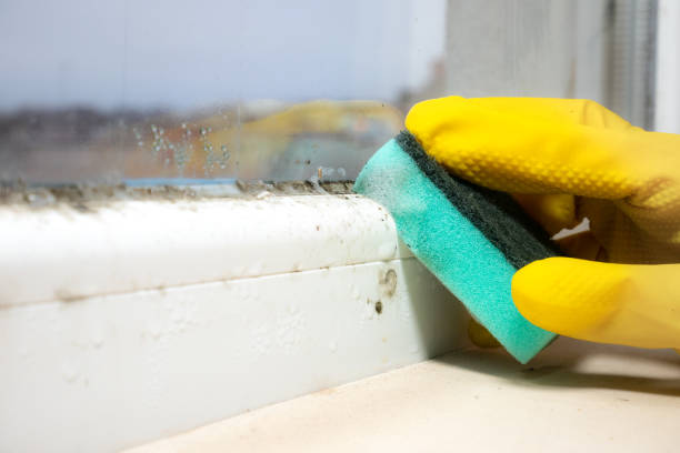 Home Mold Removal in Kenly, NC