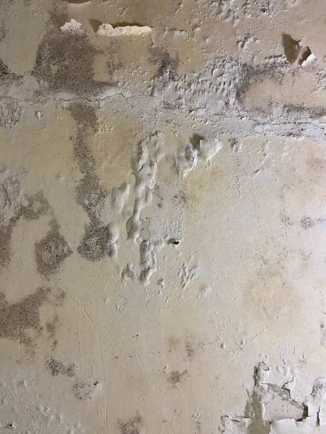 Best Residential Mold Removal  in Kenly, NC