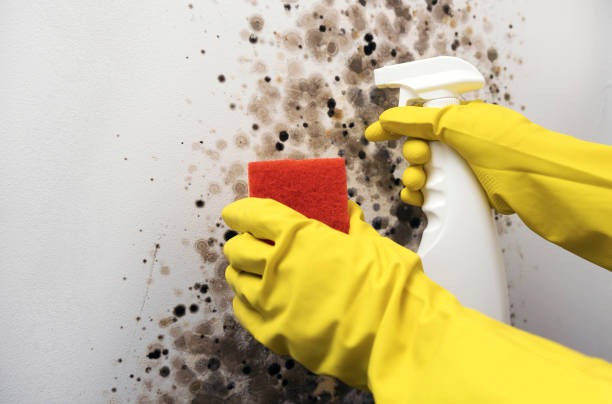 Best Mold Removal and Inspection  in Kenly, NC